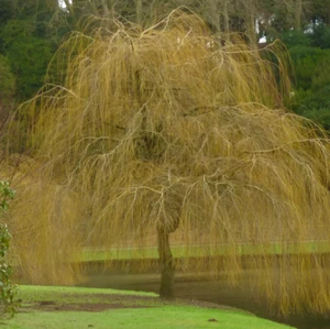 Salix alba subsp. tristis - - Salice bianco piangente - Foto 1 di 2