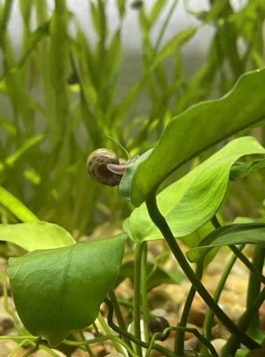 5 caracoles leopardo marrón vivo Ramshorn Foto 1 de 4