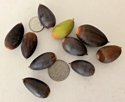 20+ Fresh 2025 Seeds Quercus Douglasii Blue Oak Acorns - Image 1 of 4
