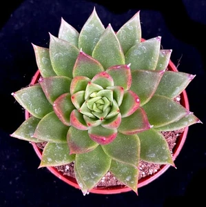Echeveria agavoides succulent in 8.5cm pot - Picture 1 of 3
