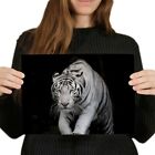 A4 - Magnificent White Tiger Zoo Poster 29.7X21cm280gsm #3689