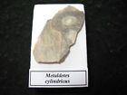 Cambrian Archaeocyathid fossil slice in display case Metaldetes Australia #7