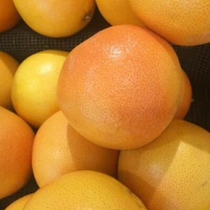 ☺6 graines de pamplemousse / pomelo / citrus paradisi / fruit défendu - Picture 1 of 2