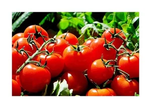25x Tomate Bonset F1 Lycopersicon lycopersicum Gemüse Pflanzen - Samen K133 - Picture 1 of 4
