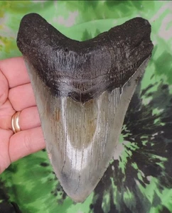 Diente de tiburón MEGALODON 5,38" pulgadas dientes fósiles raros masivos y hermosos 10MYA - Imagen 1 de 5