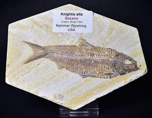 FISH FOSSIL, KNIGHTIA, EOCENE, GREEN RIVER ftm, USA F593 - Imagen 1 de 4