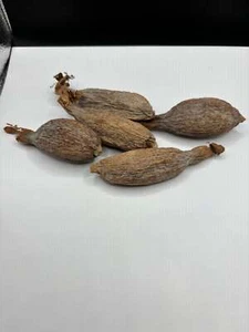 Alligator pepper/5 pods - Picture 1 of 3