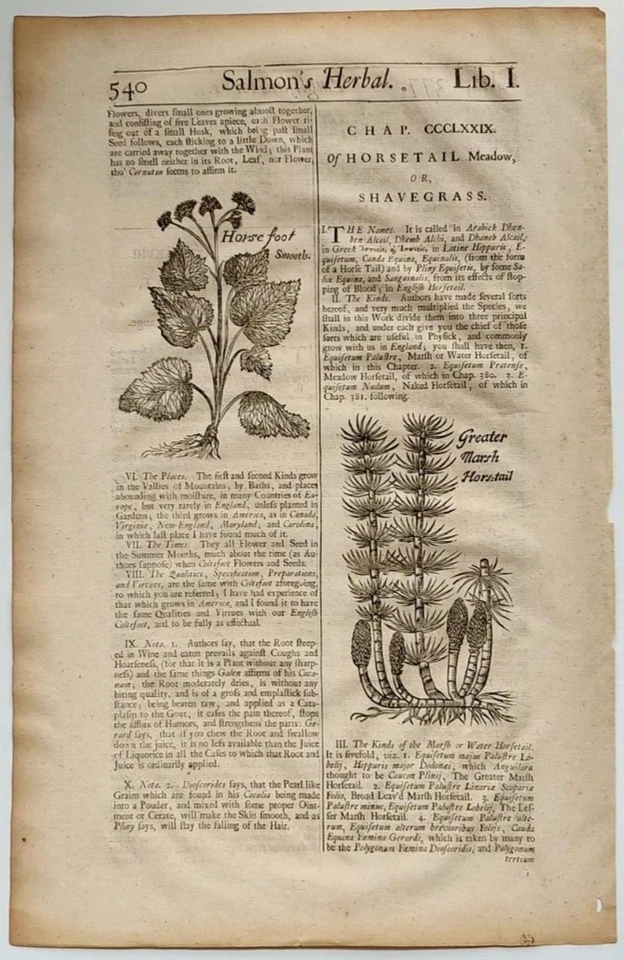 1710 English Herbal or History of Plants page w/ 2 orig, woodcuts Horsetail/foot - Image 1 of 4