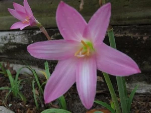 Rain Lily, Habranthus Robustus 'Ted Doremus', 1 bulb, NEW, RARE, zephyranthes - Picture 1 of 5