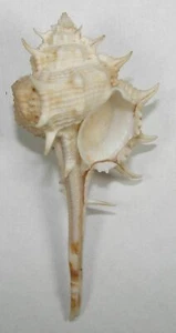 MUREX MACGILLIVRAYI 78.74mm BEAUTIFUL XXL SPECIMEN Bowen, Qld., Australia - Picture 1 of 2