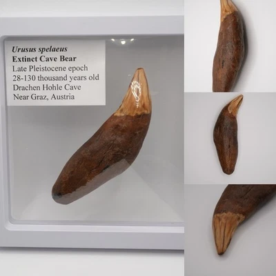 Cave bear tooth fossil - Image 1 of 4