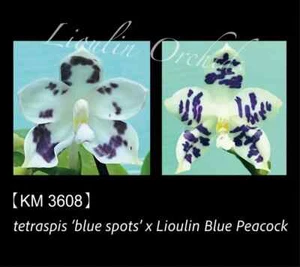 Phal. tetraspis 'blue spots' x Phal. Lioulin Blue Peacock - 1.7" Seed Grown - Picture 1 of 4