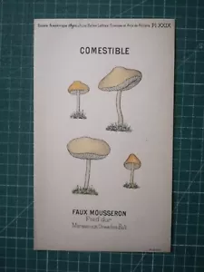 yv092 mycologie dessin champignon J Poirault circa 1910 marasme d'oreade faux mo - Imagen 1 de 2