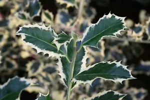 Ilex aquifolium 'Silver Queen' Weißbunte Stechpalme 40-60 cm im 5 Liter Co. - Bild 1 von 2