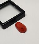 14 CT Oval Natural Italian Red Coral Perfect Oval Shape Loose Cabochon Gemstone