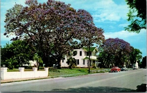 Vtg FL Florida Jacaranda Tree Acutifolia in Full Bloom 1950s Postcard - Picture 1 of 2