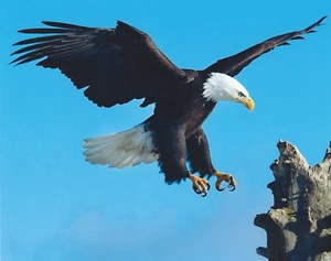 Impresión fotográfica de Eagle 8X10 - Imagen 1 de 1