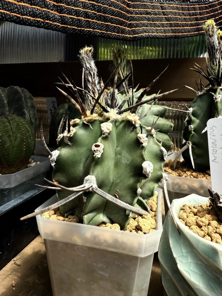 12 Semillas - Astrophytum capricorne Cv. Taiho Gyoku “Búfalo” Foto 1 de 4