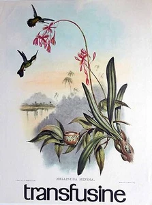 Pub Laboratoire Roland-Marie - Les Oiseaux 1: Mellisuga Minima - Bild 1 von 1