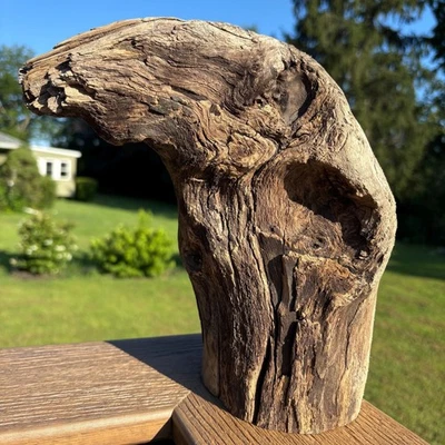 Otter Face Driftwood 11x6x8 – Unique Natural Wood for Decor, Tank, or Terrarium - Image 1 of 4