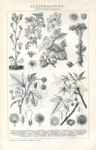 SAXIFRAGINES........Print...1894 - Picture 1 of 1