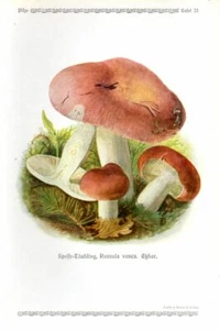 1913 GRAMBERG CHROMOLITHOGRAPH Mushrooms: bare-toothed russula, or the flirt - Picture 1 of 3