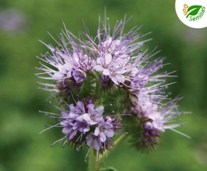 Phacelia tanacetifolia Facelia ( +5.000 semillas) abejas flores melifera DONTOWA - Imagen 1 de 4