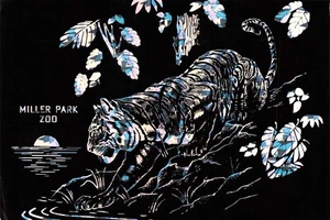 Postcard IL Bloomington Tiger Miller Park Zoo Sunset Jungle Ocean Sea Stalking - Picture 1 of 2