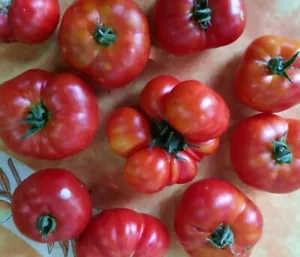 ☺20 graines de tomate voyage - Bild 1 von 1