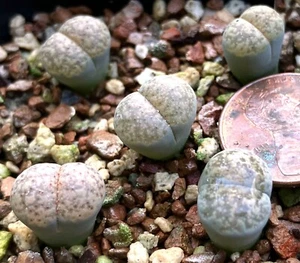 Mesemb Pflanze -- Lithops verruculosa 'Rose of Texas' - EIN SÄMLING aus TOPF - Bild 1 von 1