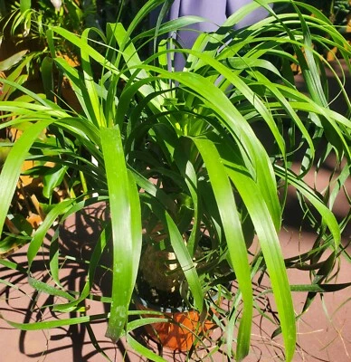 Ponytail palm Beaucarnea recurvata elephant foot live potted plant large caudexA - Image 1 of 2