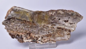 MICROBIAL MAT, Dresser Fmt, Stromatolite, North Pole Dome 85 grams S911 - Imagen 1 de 5