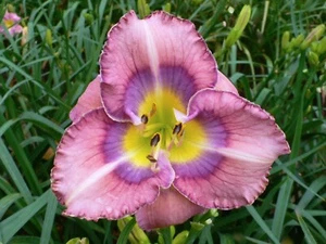 Daylily - OVER THE RAINBOW BRIDGE - (Selman 2023) - Picture 1 of 3