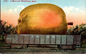 Postal Mamut Campanario Exageración Manzana Espalda Dividida Sin Publicar 1910 - Imagen 1 de 2