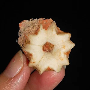 EQUINODERMATA, FÓSIL BLASTOIDE DELTOBLASTO EN MATRIZ DE TIMOR INDONESIA, 23MM - Imagen 1 de 7