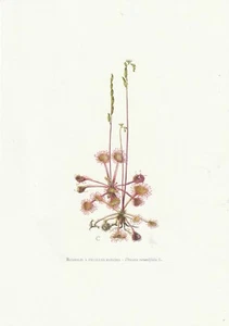 Planche 65 Histoire Naturelle Flore : Rossolis à feuilles rondes - Picture 1 of 1