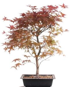 Bonsai - Acer palmatum Deshojo, roter Fächerahorn   209/53