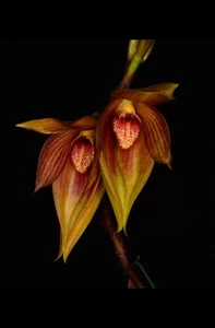 Orchid Species Bulbophyllum mandibulare ‘Hatsumomo’ HCC/AOS ( In Spike ) - Picture 1 of 15
