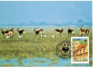 WWF Black Lechwe Antelope Maxi Postcard FDC Zambia 1987 Free Shipping - Picture 1 of 2