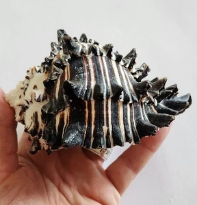 Beautiful Black Murex Chonch Natural Seashell Beach Home Decor - 5" - Picture 1 of 12