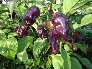 20 SEMI PEPERONCINO BHUT JOLOKIA PURPLE " +OMAGGIO - Imagen 1 de 1