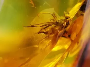 Anhänger Bernstein Baltische Steine Halskette 10 Insekteneinschlüsse 42 g Mückenfliegen - Bild 1 von 12
