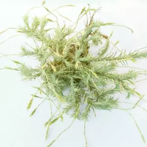 Air Plant, Bromeliad, Tillandsia tricholepsis (1-2cm Strand) - Picture 1 of 3