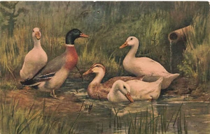 DE COLECCIÓN POSTAL STEHLI GRUPO DE PATOS 1944 051524 T - Imagen 1 de 2