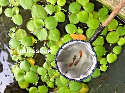 2 Aquarium kleine Betta Aquarium Netz Handarbeit mit Naturholz Garnelen Neu - Bild 1 von 4