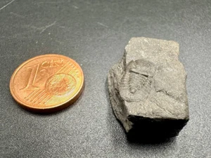 Trilobite Fossil - Bohemian Cyclopyge - Czech Republic - Rare Ordovician eye for - Picture 1 of 2
