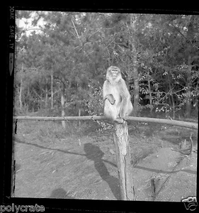 Portrait singe macaque Montagne Alsace - Négatif photo ancien an 1950-60 - Picture 1 of 1