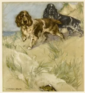 ENGLISH SPRINGER & COCKER SPANIELS ANTIQUE DOG ART PRINT G. Vernon Stokes - 1947 - Picture 1 of 2