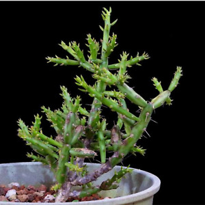 Own Root | Cylindropuntia leptocaulis | Christmas Cholla | Live Cactus Plant