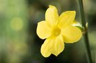 Winter-Jasmin Jasminum nudiflorum 3L 80-100cm, winterhart, gelbe Blüten